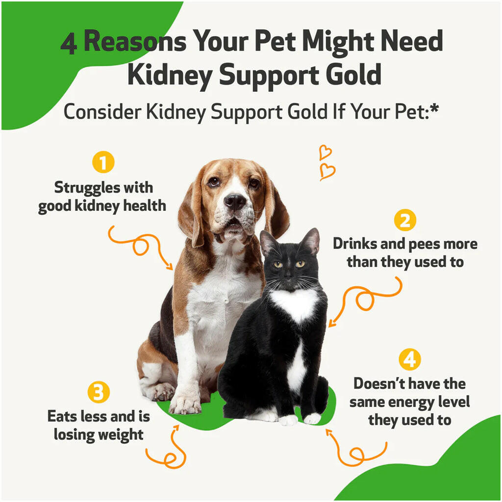 Pet Wellbeing Kidney Support Gold for Dogs & Cats