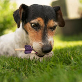 Ethical Pup Ice Rocket Lollies Ready to Freeze Dog Treats, 2 pack