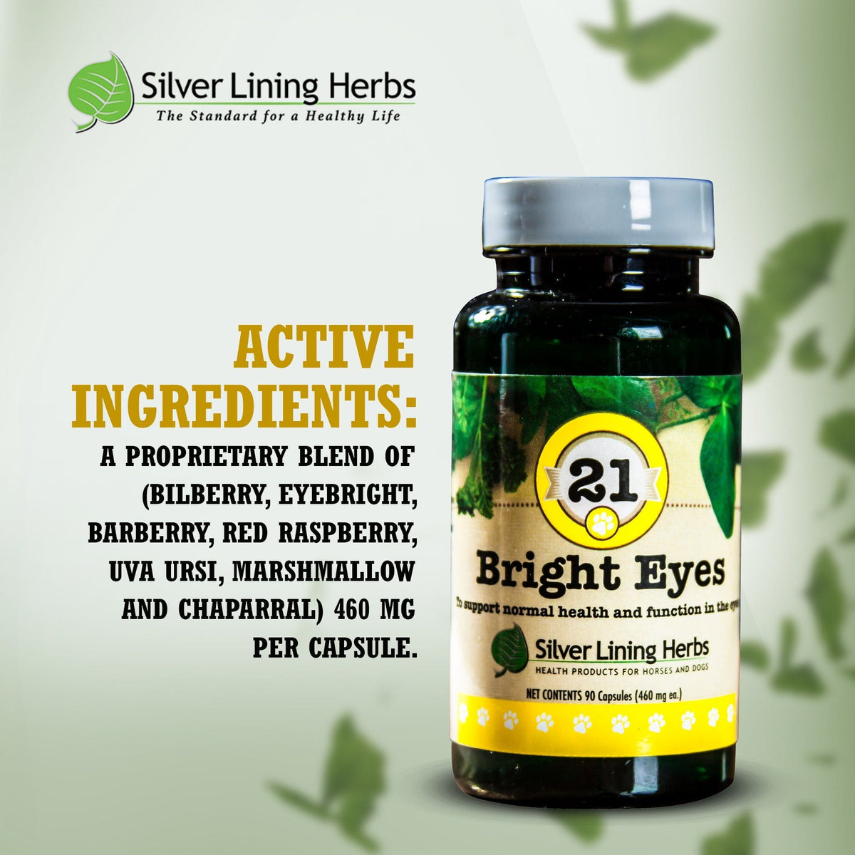 21 Bright Eyes for Canines