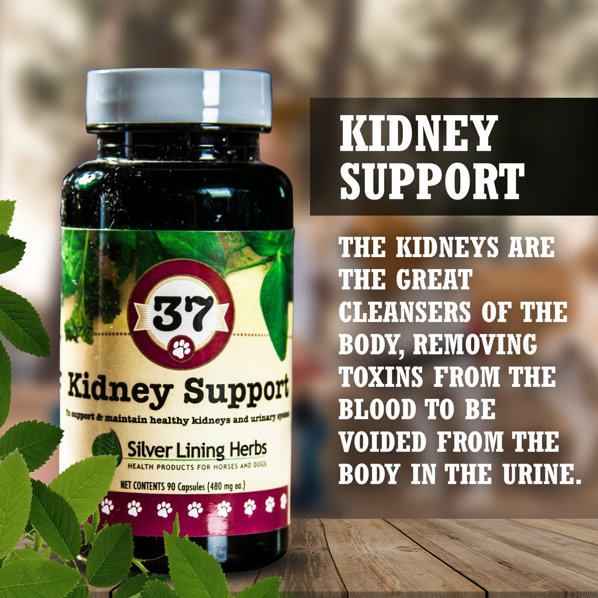 Kidney Support for Canines