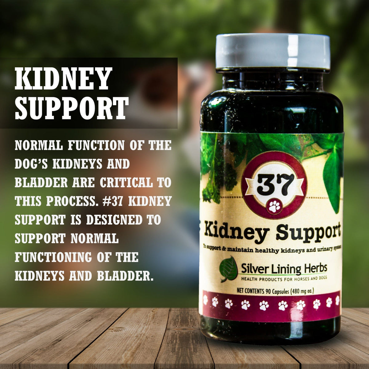 Kidney Support for Canines