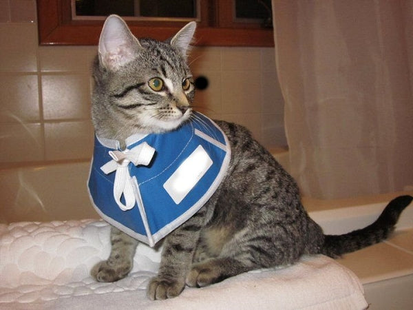 Elizasoft Collar - Kittens and Puppies - 4 inches deep - 1 collar