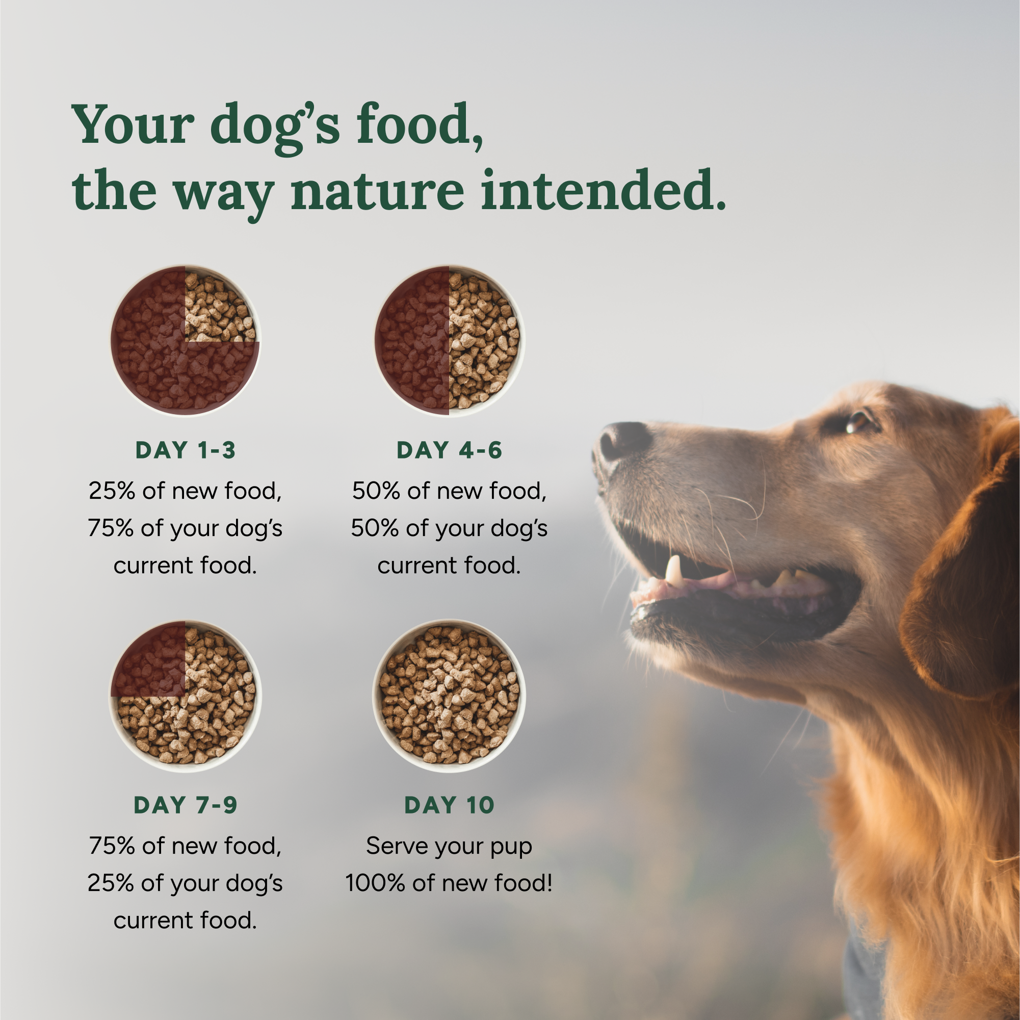 360 Pet Nutrition Multi-Meat Freeze-Dried Raw Complete Meal for Adult Dogs