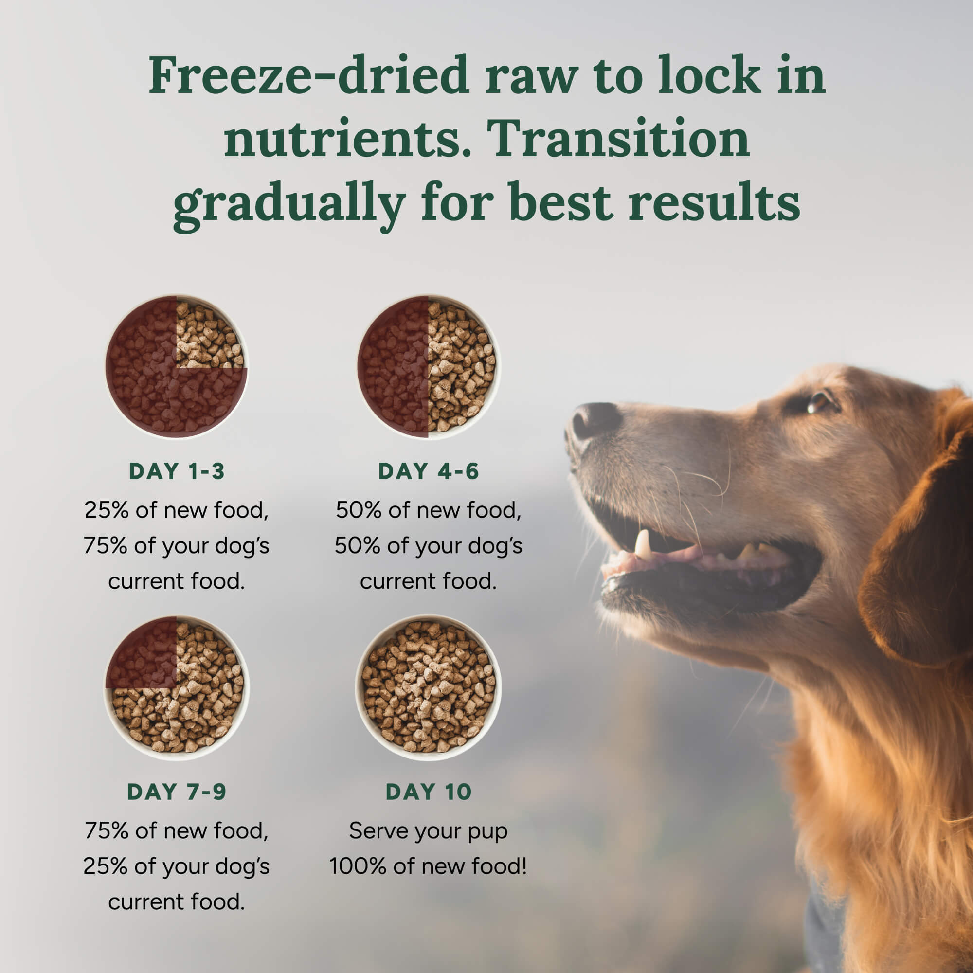 360 Pet Nutrition Beef Formula Freeze-Dried Raw Dog Food