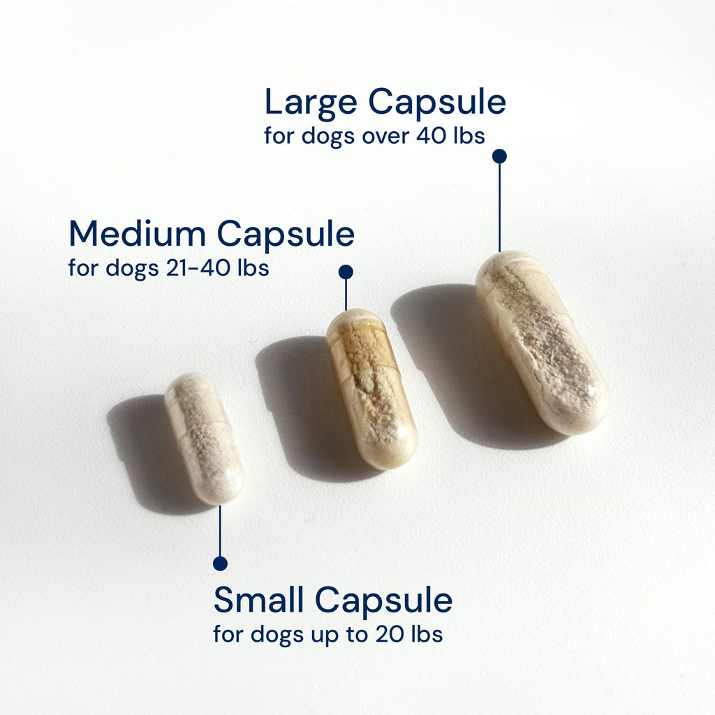 Doggy Biome GMP Gut Maintenance Plus for Dogs, 60-count