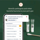 Kitty Biome At-Home Kit Gut Microbiome Test for Cats