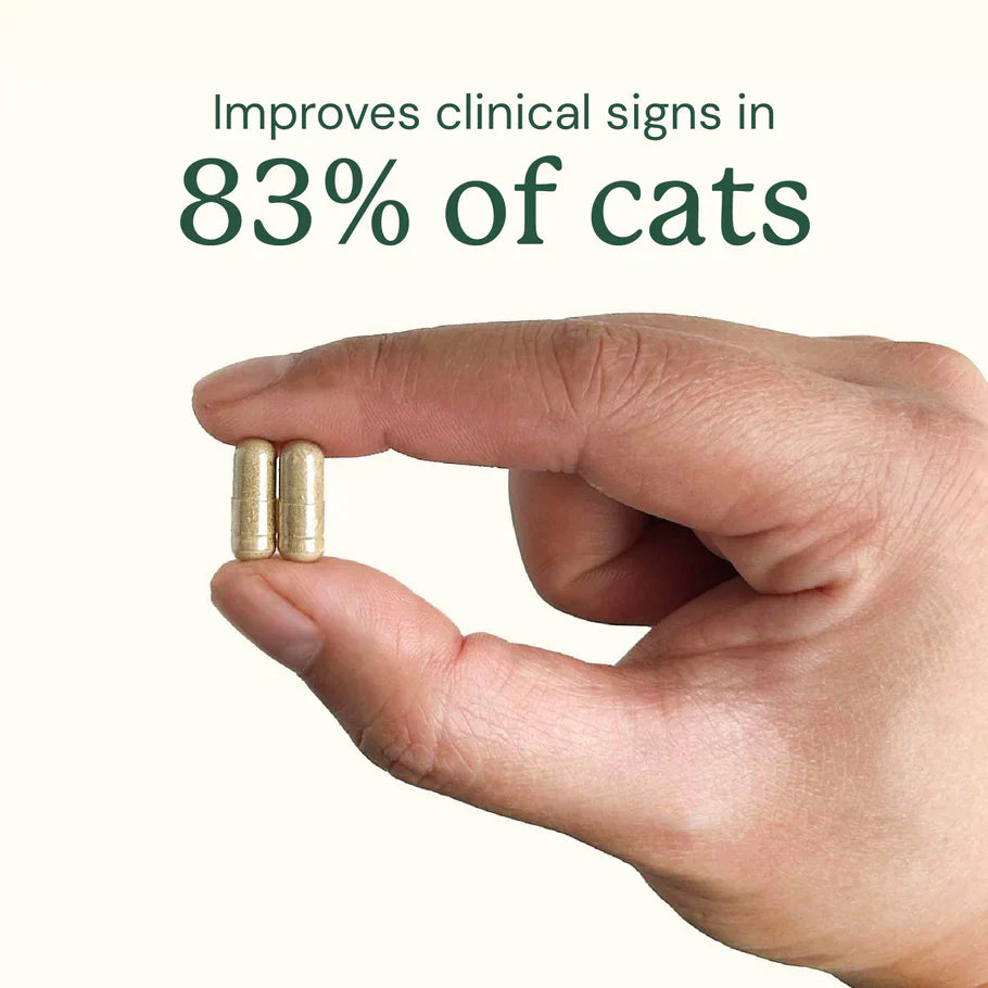Kitty Biome Gut Restore Supplement FMT Capsules for Cats