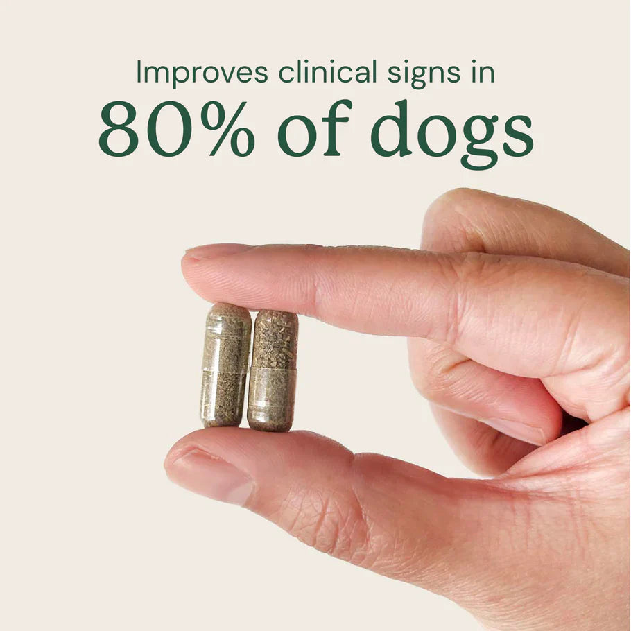 Doggy Biome Gut Restore Supplement FMT Capsules for Dogs