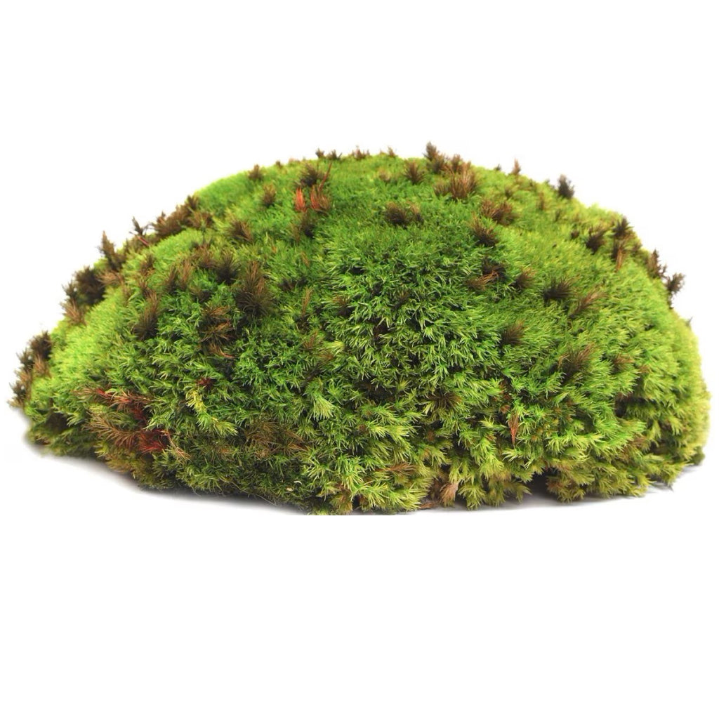 Galapagos Environment Humid Terrarium Starter Kit For Reptiles & Amphibians