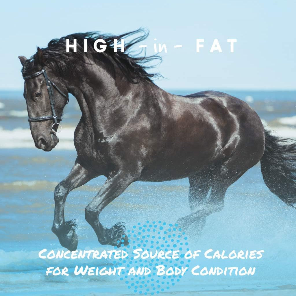 Manna Pro Cool Calories 100 Dry Fat Supplement for Horses