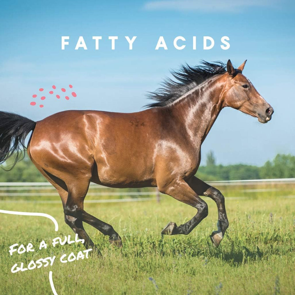 Manna Pro Cool Calories 100 Dry Fat Supplement for Horses