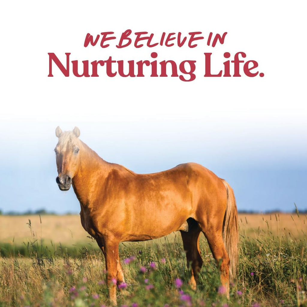 Manna Pro Senior Horses Weight Accelerator Supplement