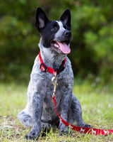 Jeffers Reflective Hound Series Nylon Dog Leash