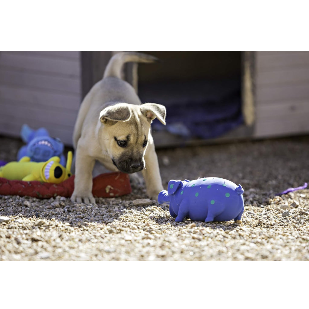Multipet Latex Globlet Grunting Pig Toy For Dogs- Assorted Colors