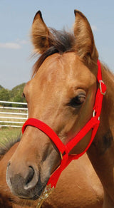 Jeffers Nylon Foal & Pony Halter
