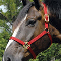 Jeffers Premium Nylon Weanling & Yearling Horse Halters, 3-Ply, 1"